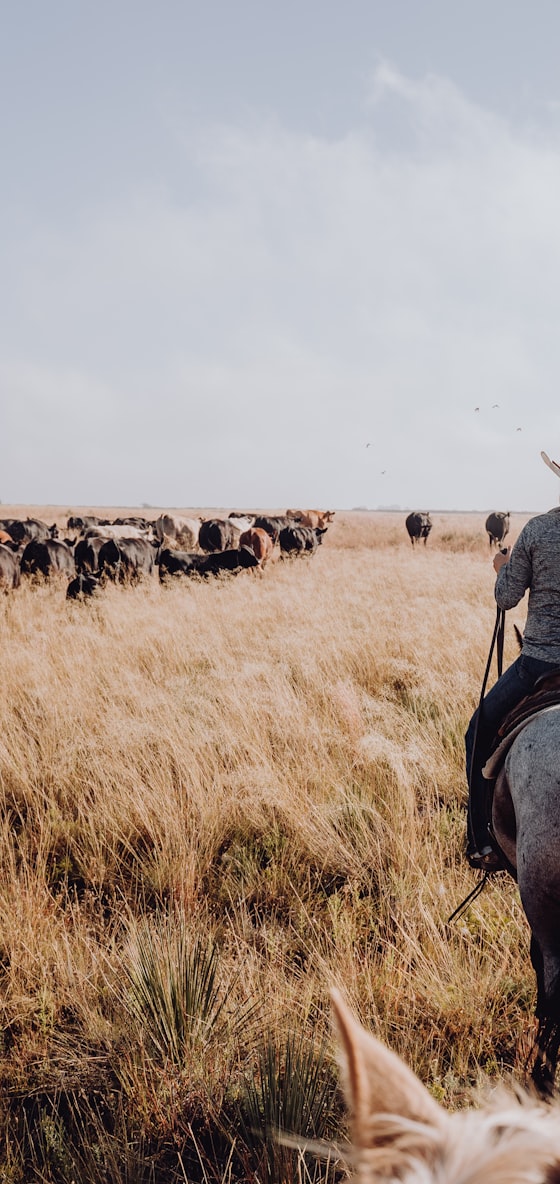 Rider overlooking the herd on summer pasture